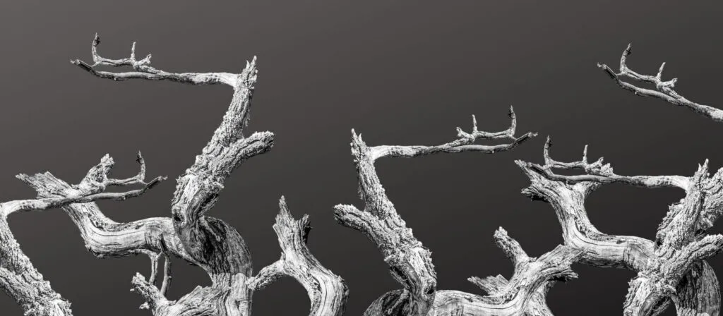 branches infographic