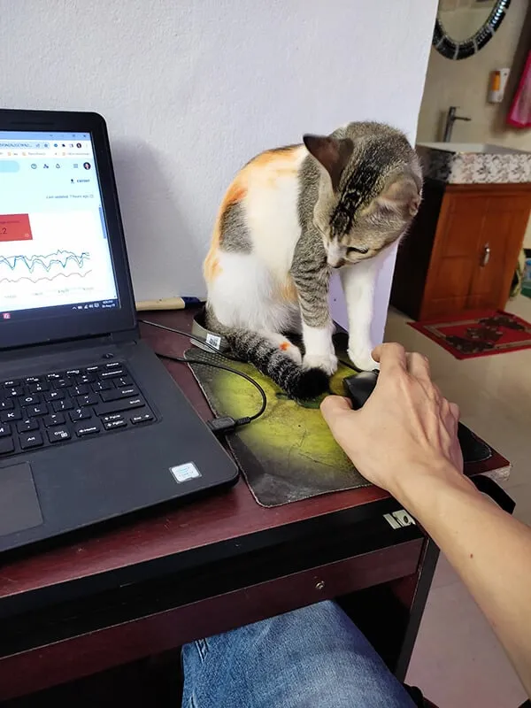 my cat watching my computer